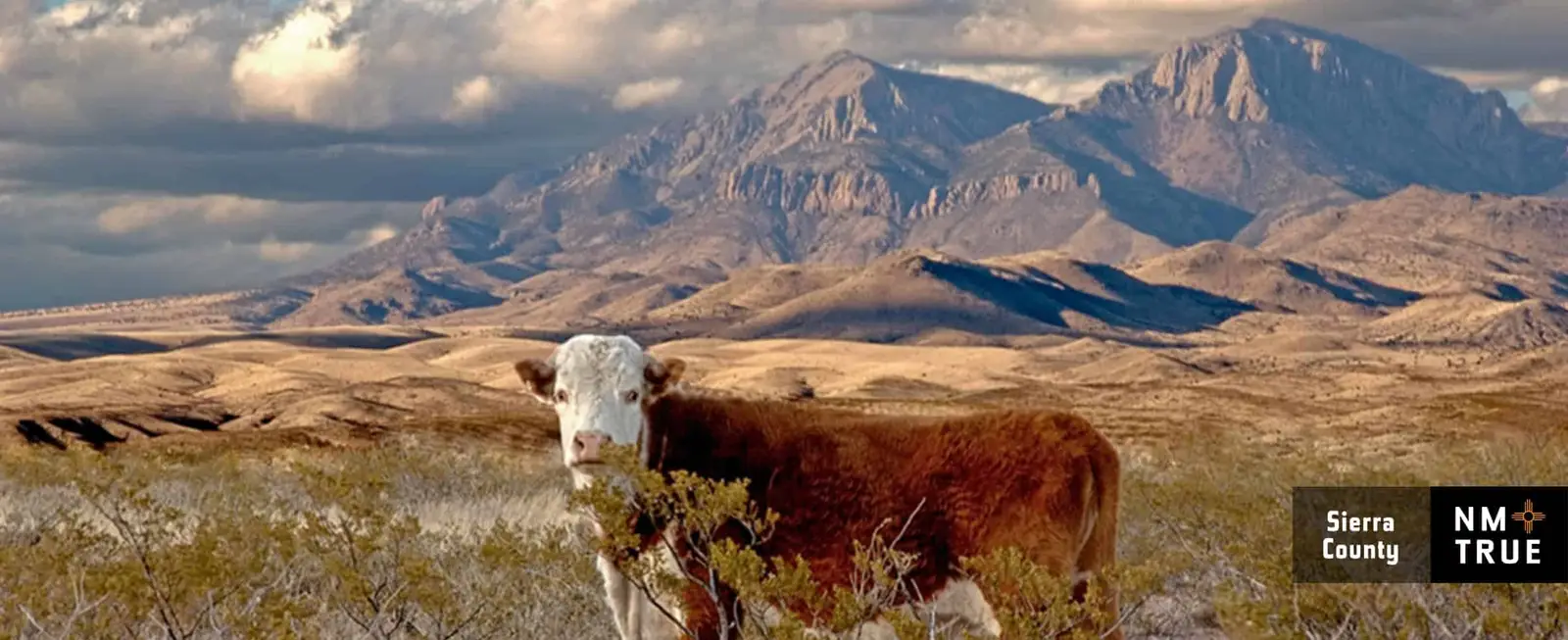 A cow in front of the San Mateo Mountains, northern Sierra County NM