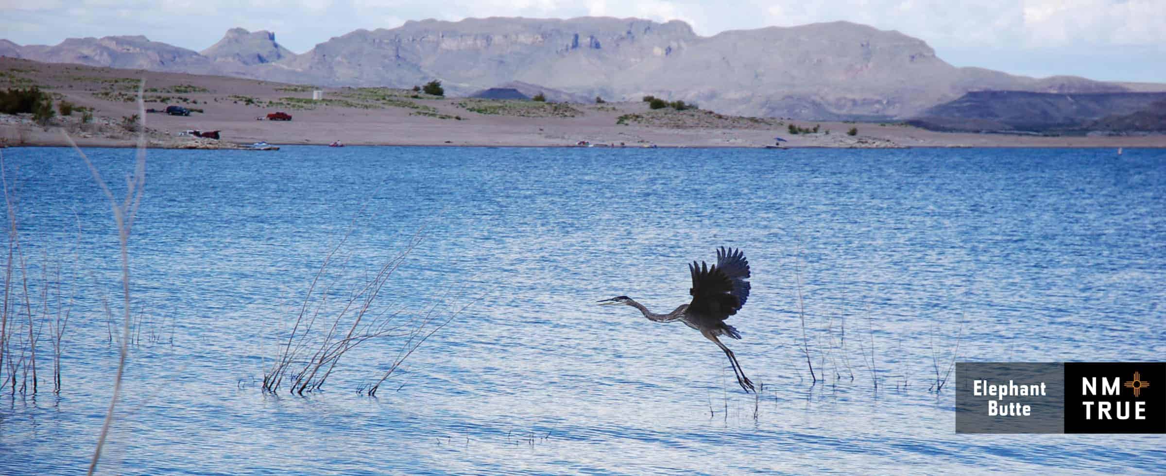 heron flying at Elephant Butte Lake