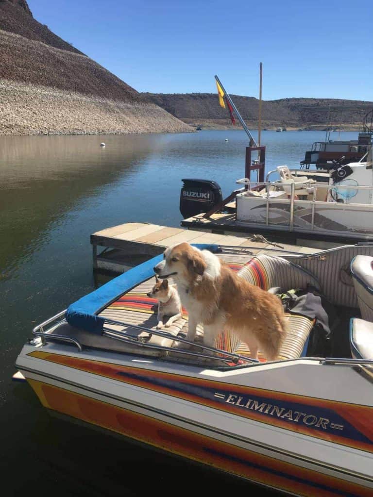 two dogs in a boat at dam site marina