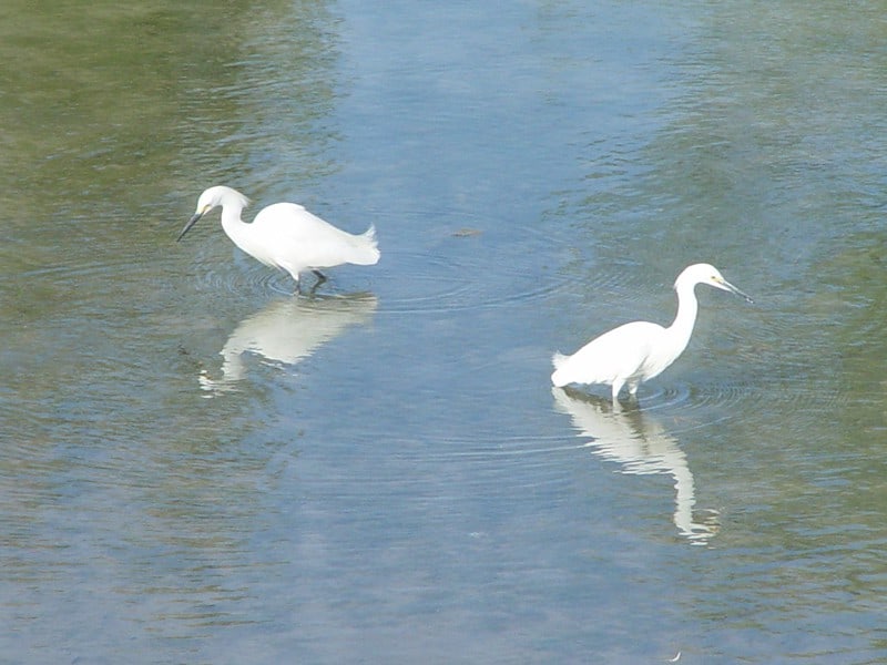 two egrets at elephant butte lake