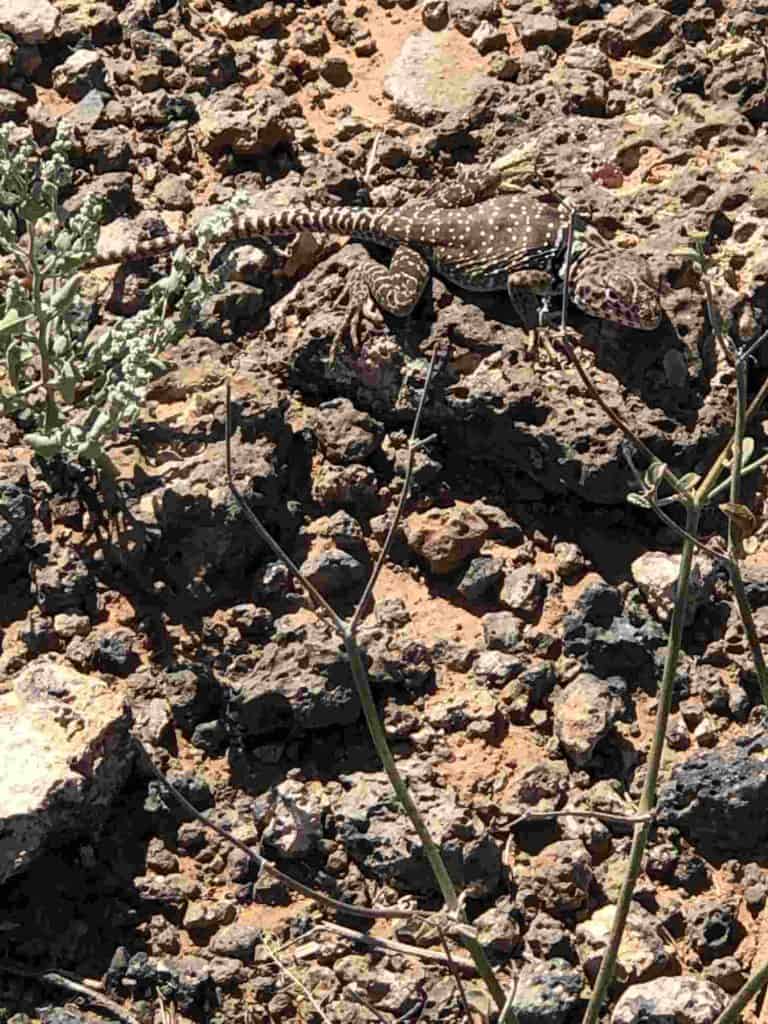 lizard on the armendaris ranch