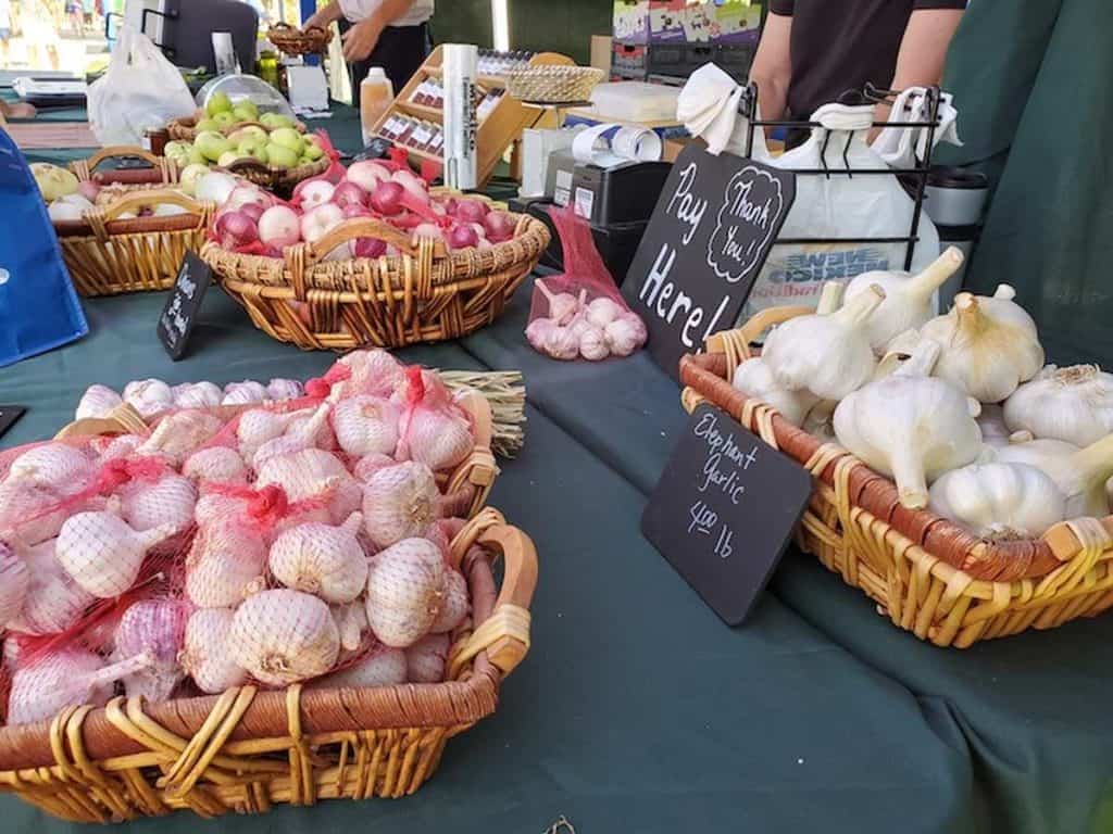 south forty farm fresh garlic