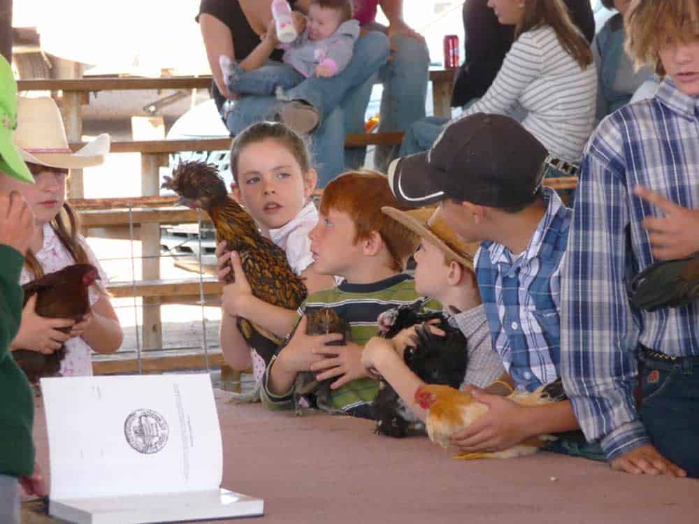 showing chickens at the sierra county fair