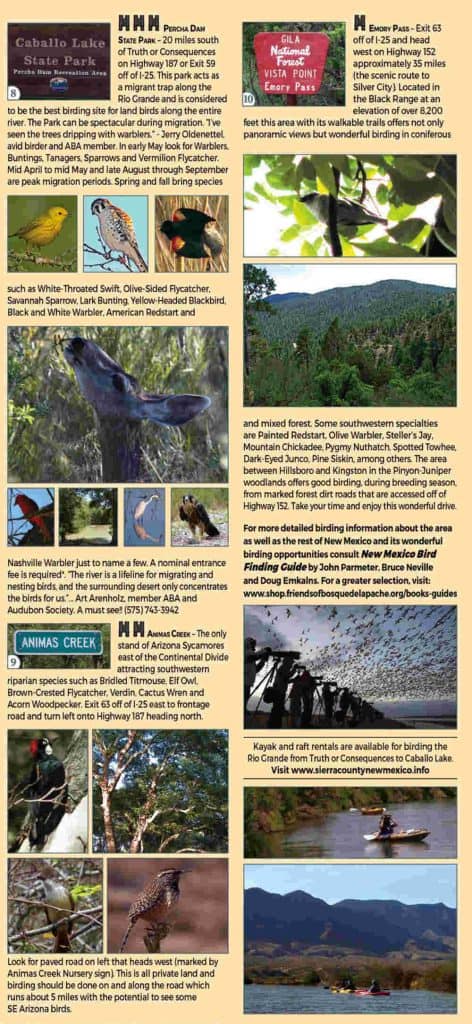 birding in sierra county and socorro county 6