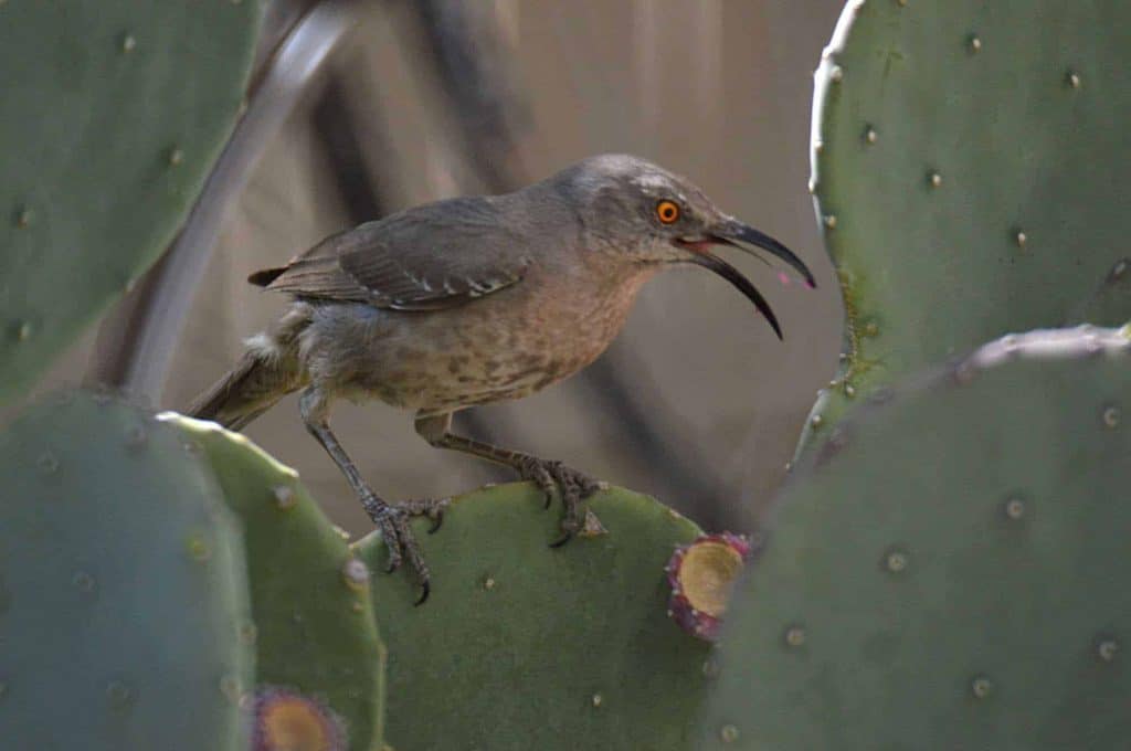 curved bill thatcher in prickly pear 1