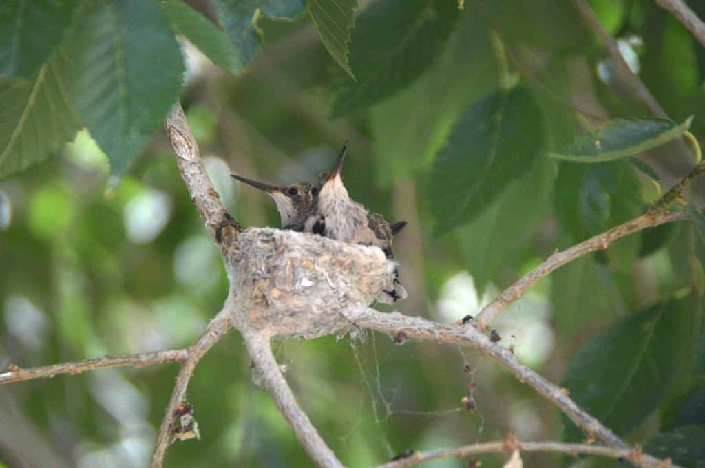 hummingbirds in the nest truth or consequences