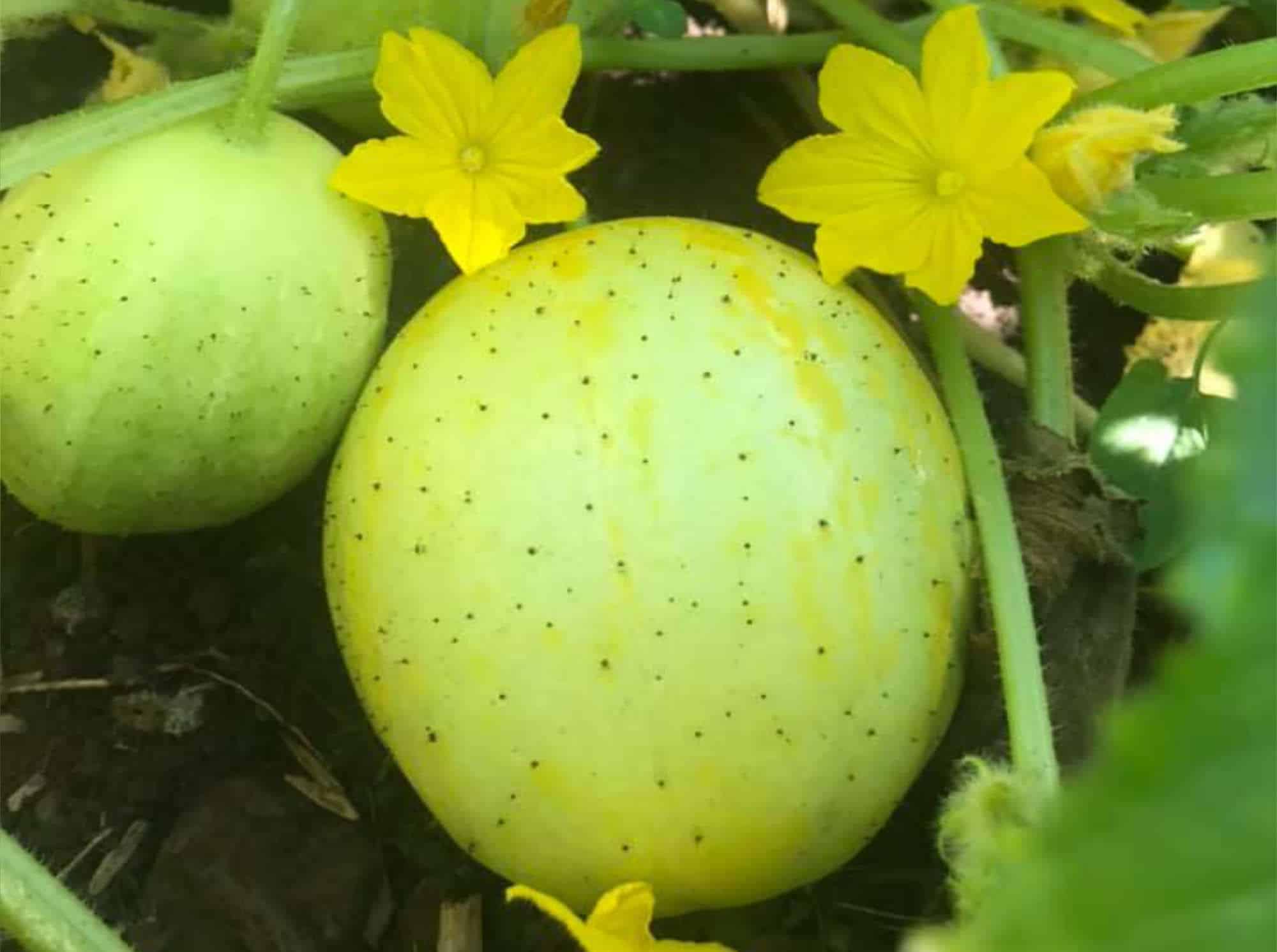 lemon cucumbers from jardin del alma monticello nm