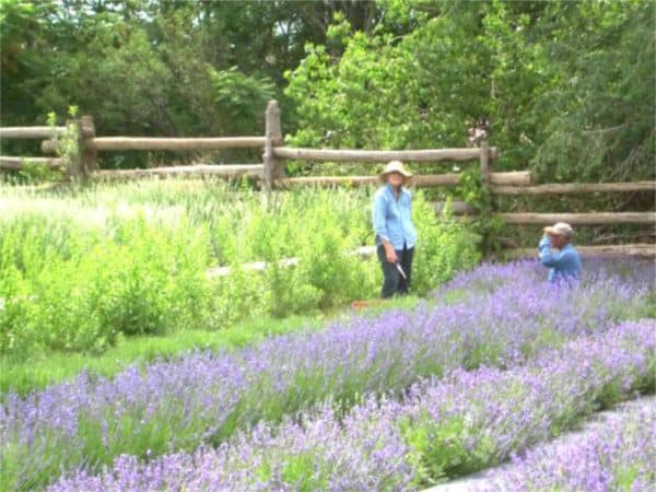 old monticello organic farms lavender field