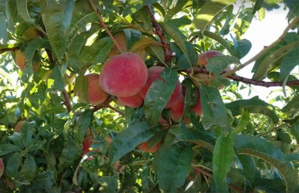 peaches from valhalla orchards arrey new mexico