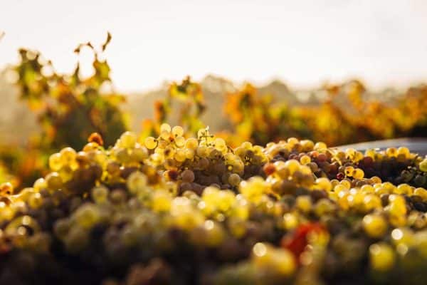 shattuck grapes in the vineyard