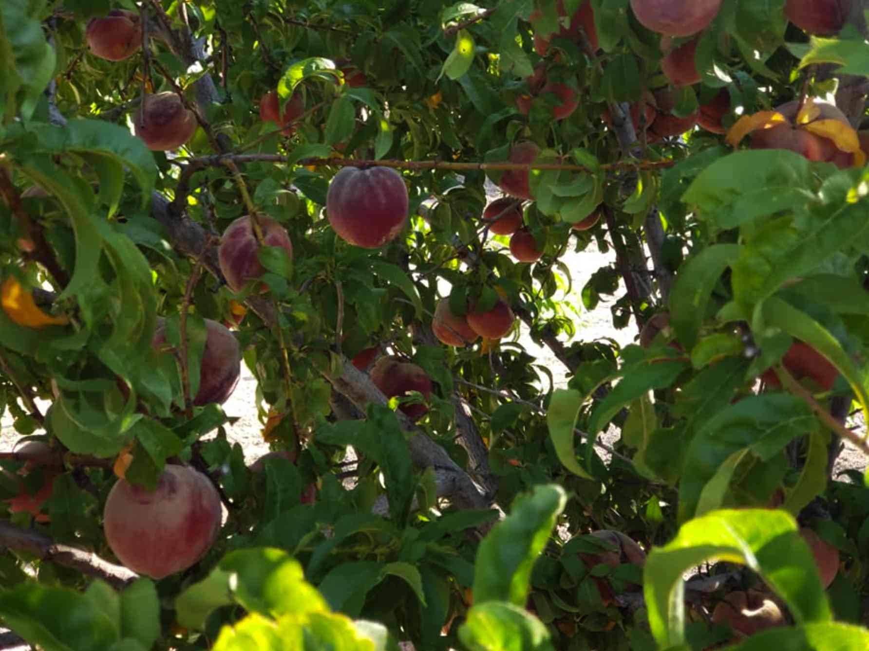 valhalla orchards ready to pick peaches on the tree