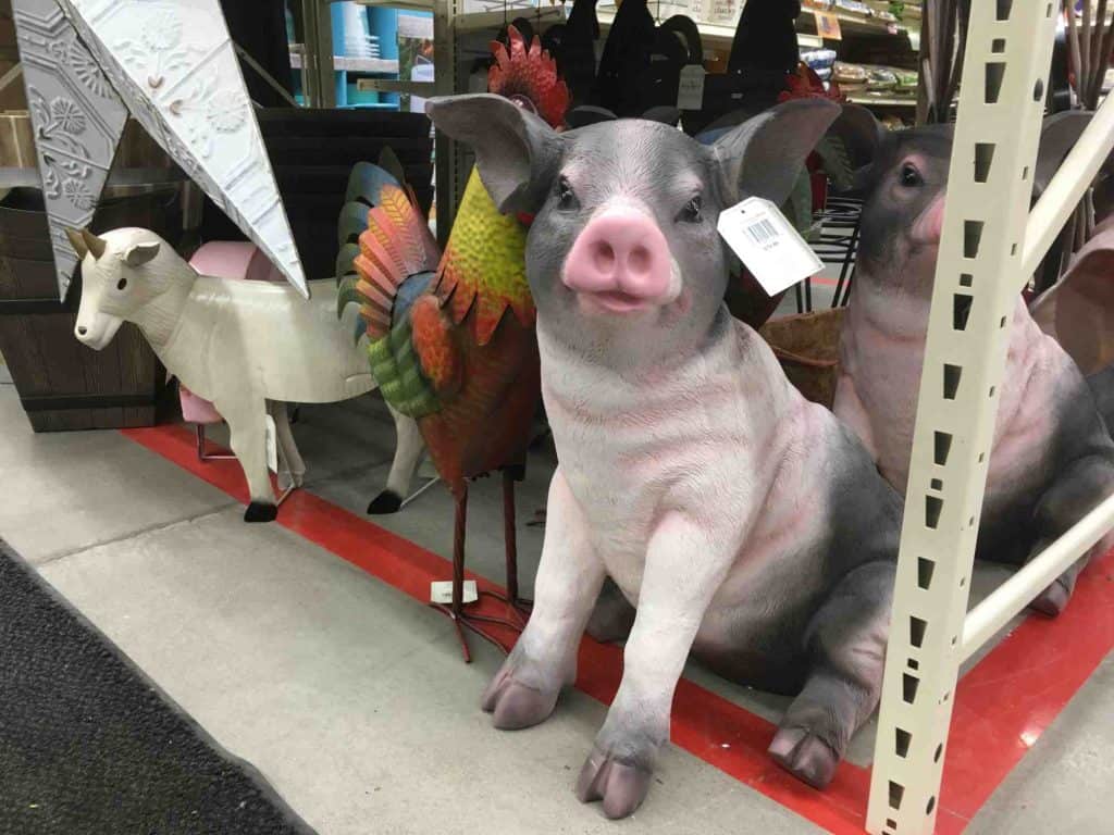 pig at tractor supply t or c