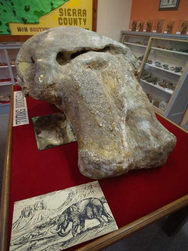 stegomastodon skull at the geronimo springs museum