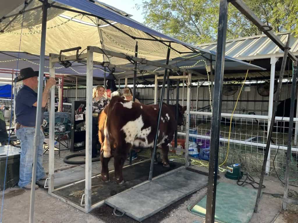 sierra county fair blowdrying a cow