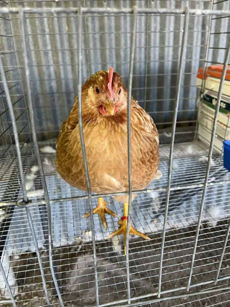 sierra county fair chicken