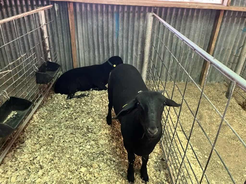 sierra county fair goats