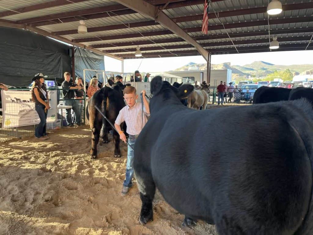 sierra county fair kid showing a cow