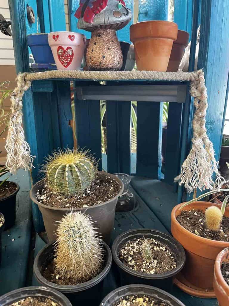 cactus at cactus ranch nm store