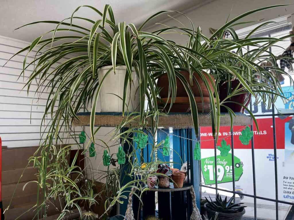 plants for sale at cactus ranch and uhaul rentals