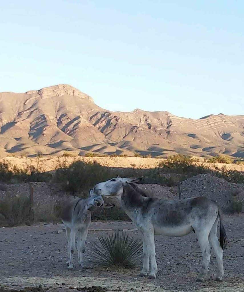 burrito and taco at donkey magic farm