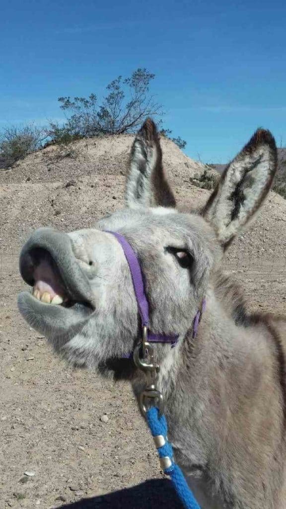 donkey magic farm resident 3