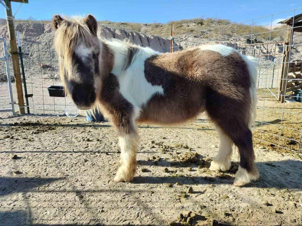 donkey magic farm resident karl withakay