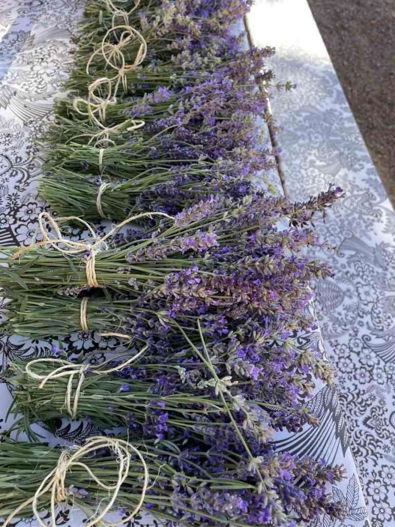 lavender bundles from laundry and herbs