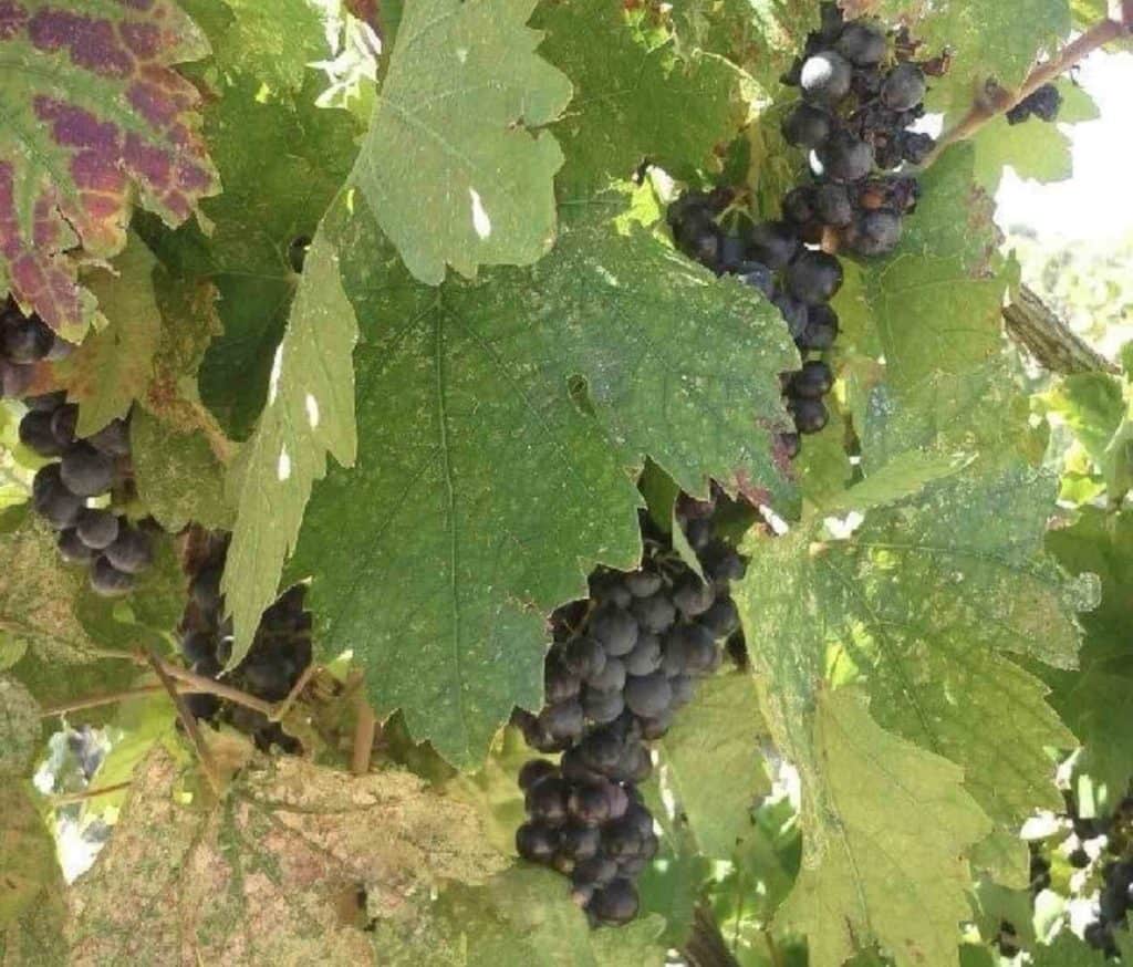 grapes at shattuck vineyard