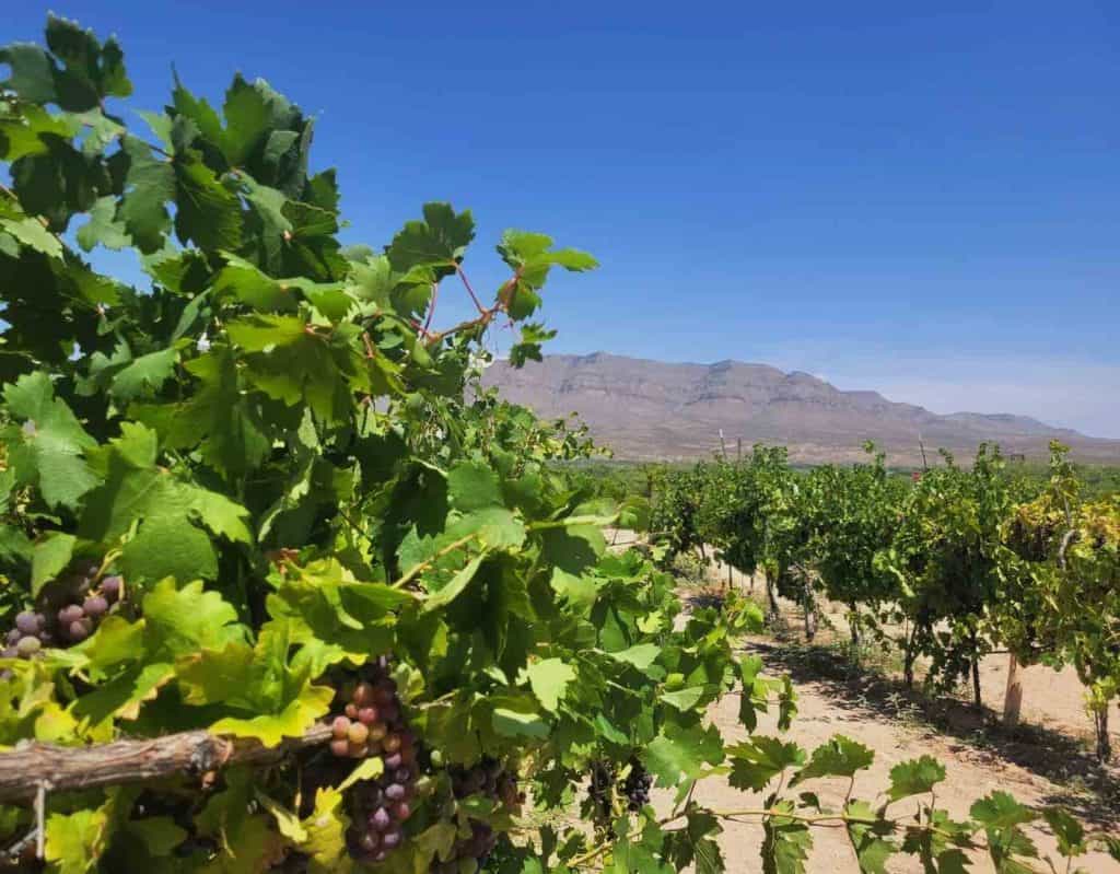grapes on the vine at shattuck vineyard