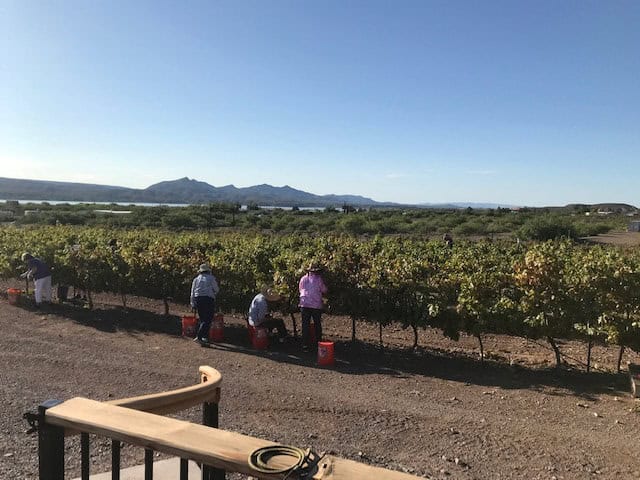 shattuck zinfandel grape harvest 2026